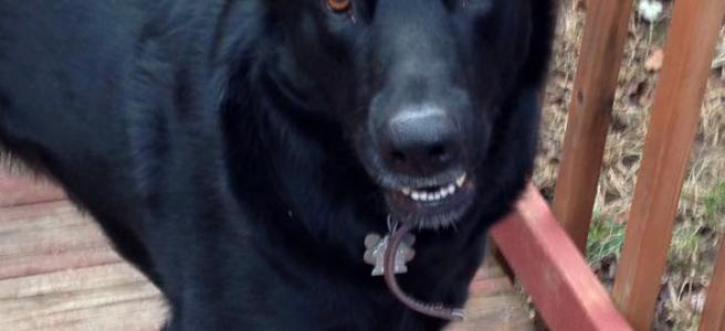 a dog standing on a deck